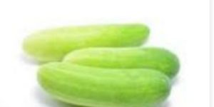 Cucumber