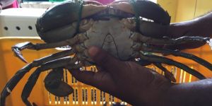 Live Crab