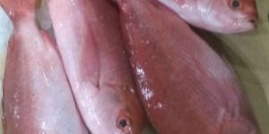 Red Snapper Fish