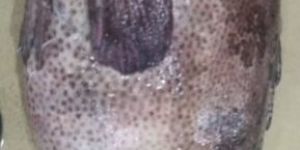 Tiger Grouper Fish