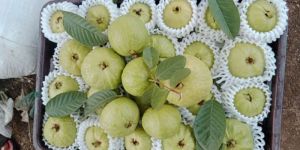 Vnr Guava
