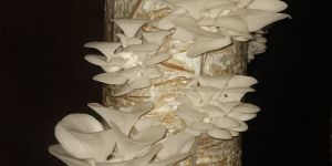 Oyster Mushroom
