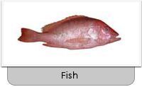 Blood Red Snapper