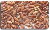 Red Rice