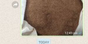 Dried Distillers Grains