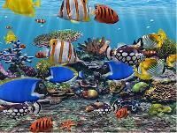 Marine Ornamental Fishes