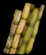 Sugarcane