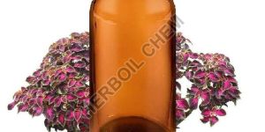 Coleus Oil