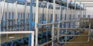 Herringbone Milking Parlor