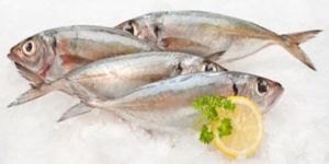 Indian Mackerel