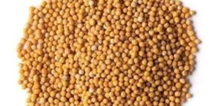 Mustard Seeds