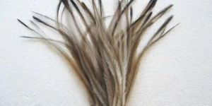Emu Feather