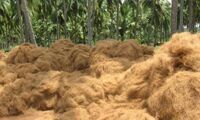 Coconut Coir