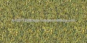 Indian Green Millet