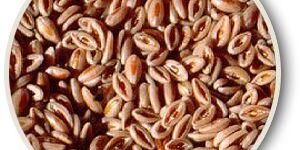 Psyllium Seeds