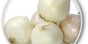 White Onion
