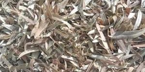 Brown Sea Buckthorn Leaf