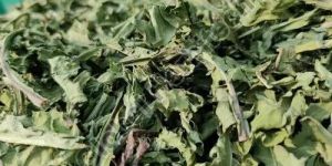 Green Dandelion Leaves Dried Herb