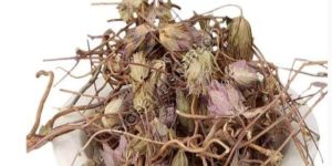 Hyssopus Officinalis Linn