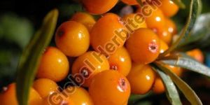 Sea Buckthorn Berry