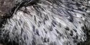 Emu Feathers