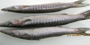 Frozen Barracuda Whole