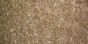 Cumin Seed