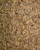 Dill Seed
