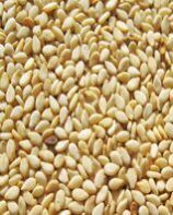 Sesame Seed