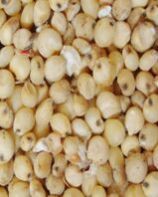 Sorghum