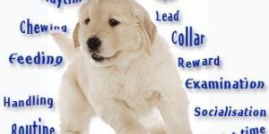 Dog Training Books Cds, DVD