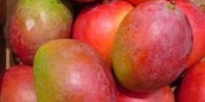 Fresh Organic Mangoes