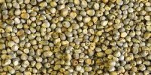 Green Millet