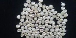 White Maize Corn
