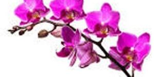 ORCHID (DENDROBIUM)