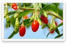 Goji Berry