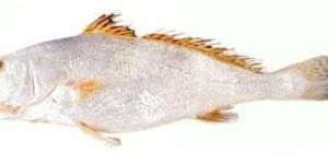 Croaker Fish