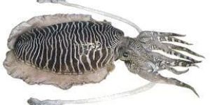 Cuttle Fish