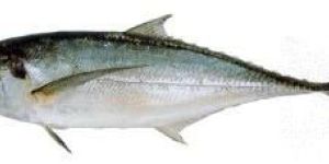 Mackerel Fish