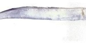 Ribbonfish