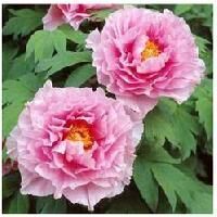 Ornamental Plants