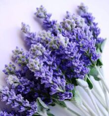 Lavender Oil