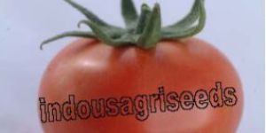 Indo Us Richnesh Tomato F1 Hybrid Seeds