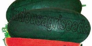 Indo Us Ritu Baby Watermelon F1 Hybrid Seeds