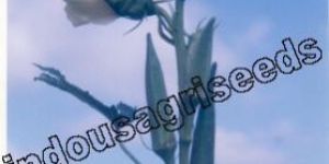 Indo Us Sungold Okra Op Seeds