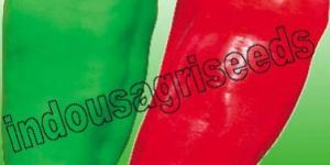 Indo Us Ruma F1 Hybrid Pepper Seeds