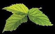 Herbs Leaves