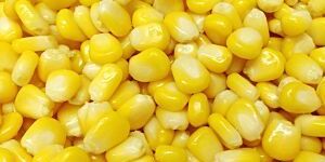Sweet Corn