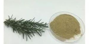 Rosemary Extract