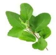 Tulsi Ark Extract